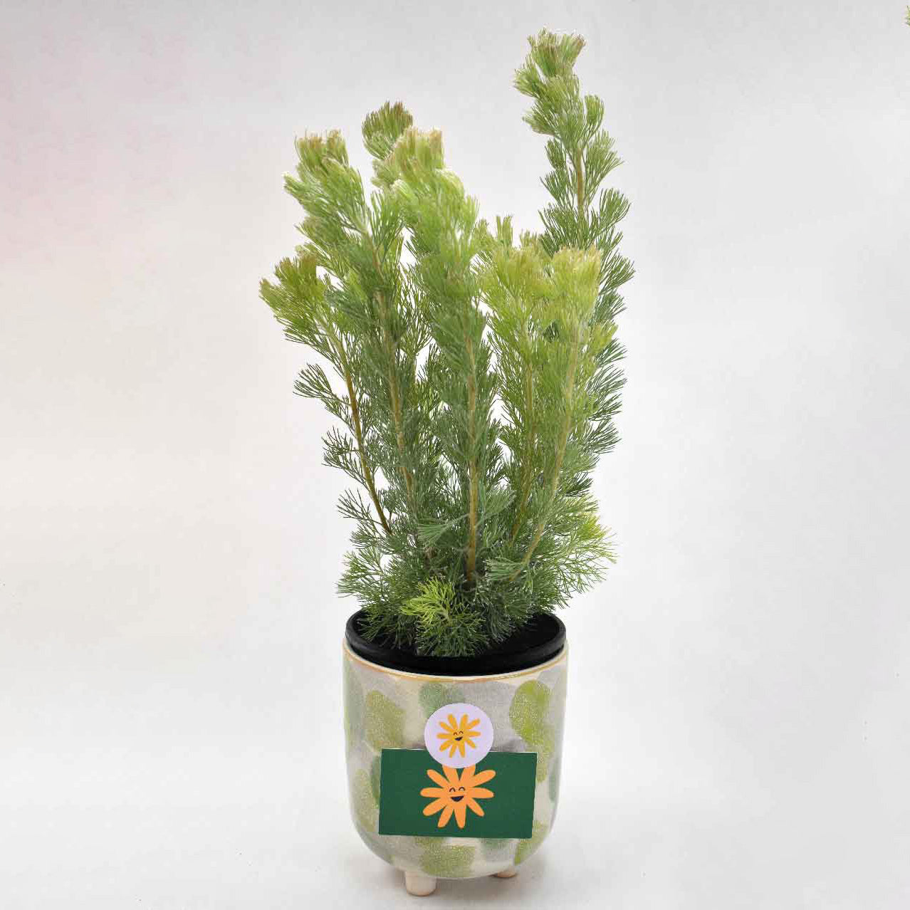 Woolly Bush Plant Gift