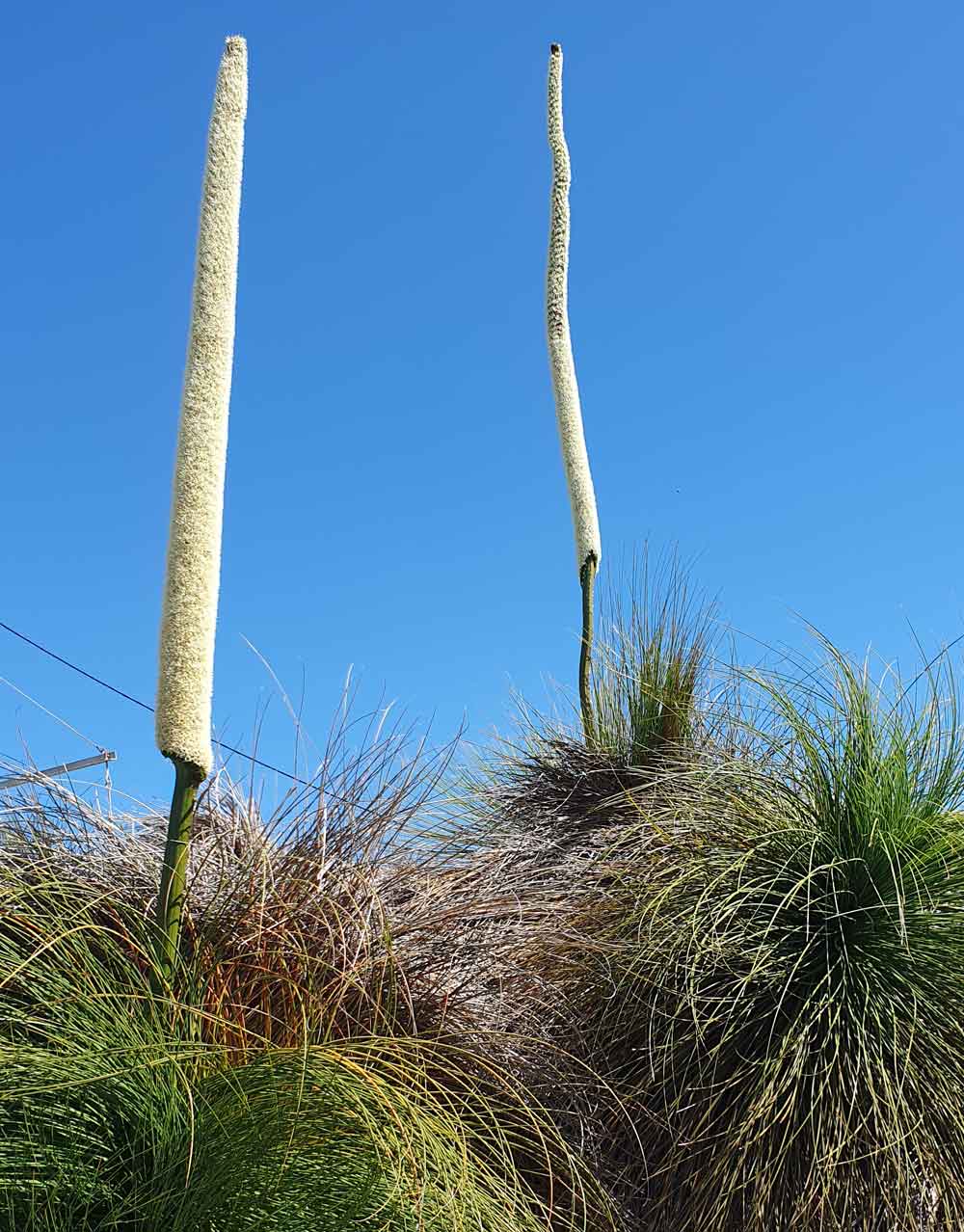 Grass Tree