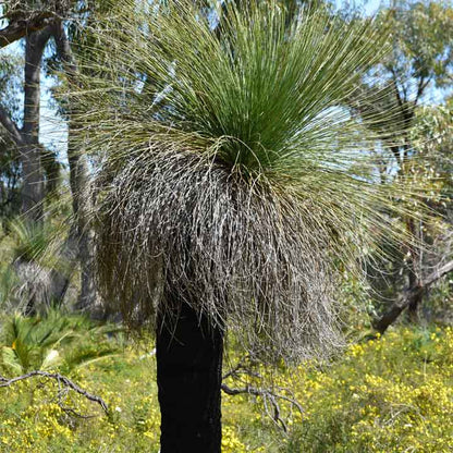 Grass Tree