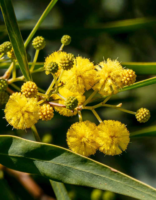 Orange Wattle prostrate