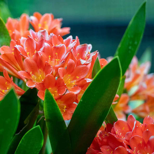 Clivia miniata 'Orange'