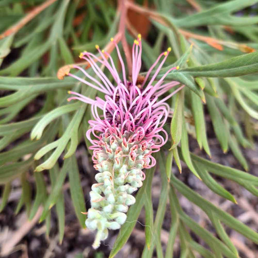 Grevillea 'Dorothy Gordon'