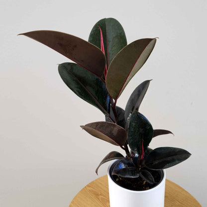 Burgundy coloured Rubber plant in a white pot on a wooden table against a white backgorund.