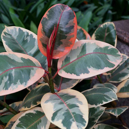 The Ficus elastica 'Tineke' - Variegated Rubber Tree