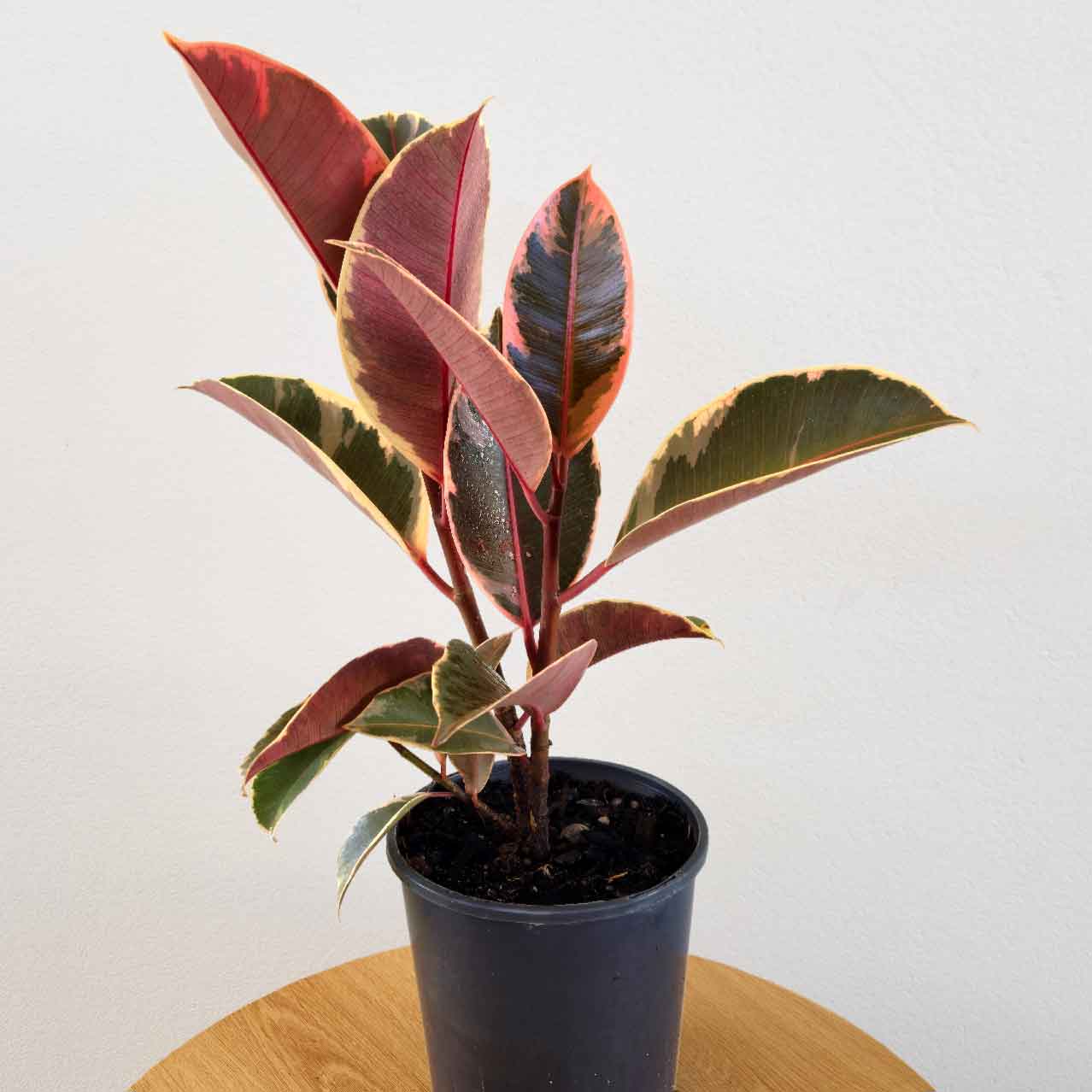 The Ficus elastica 'Tineke' - Variegated Rubber Tree