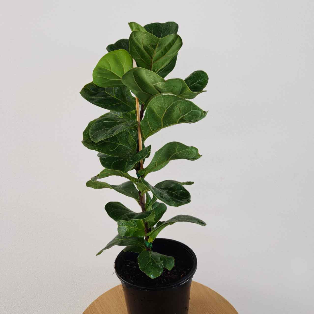 Bambino Fiddle Leaf Fig Plant