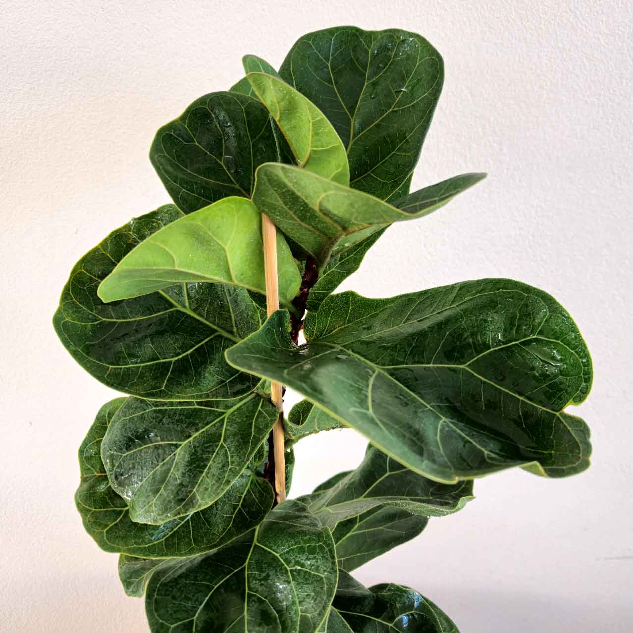 Bambino Fiddle Leaf Fig Plant