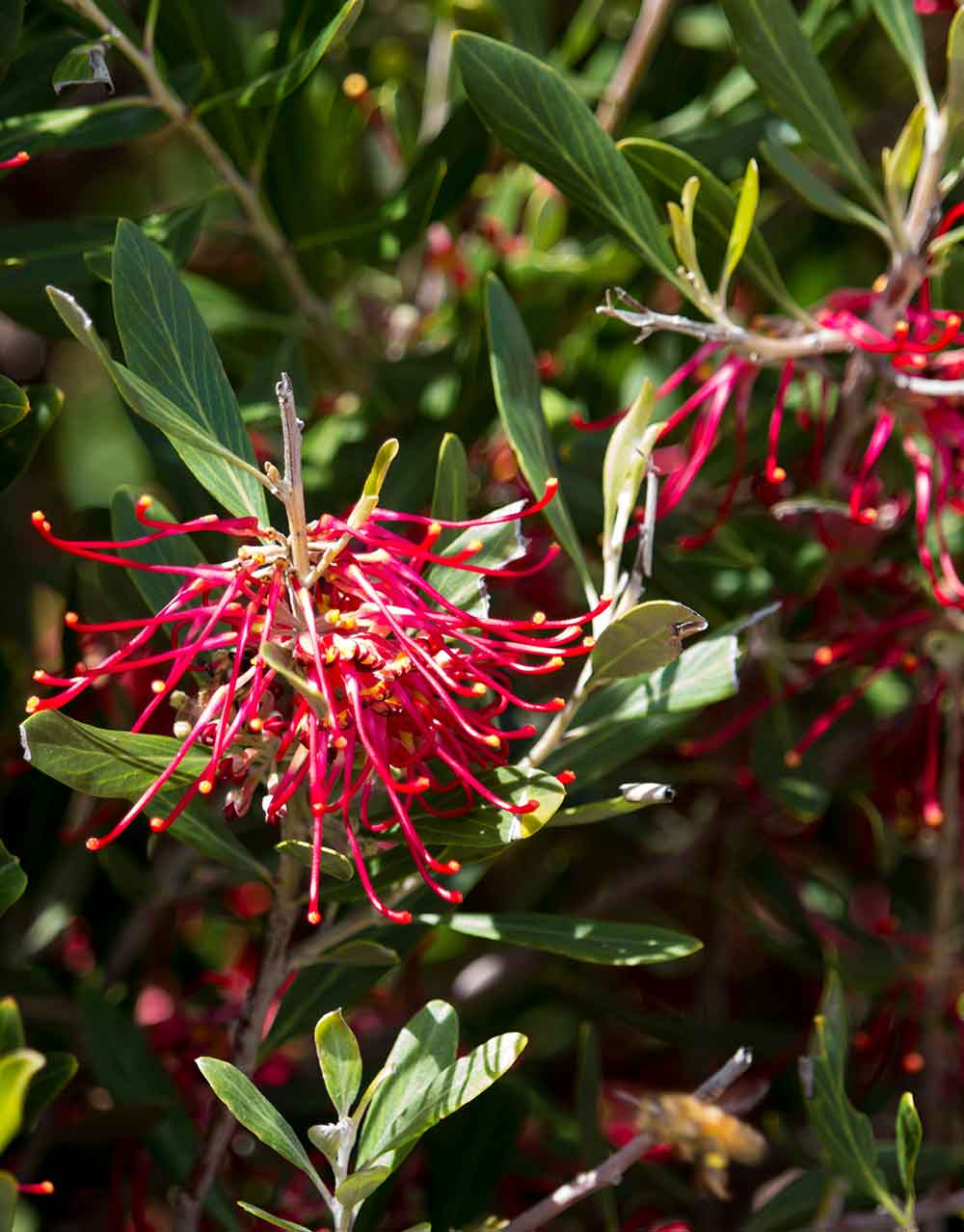 Grevillea obtusifolia