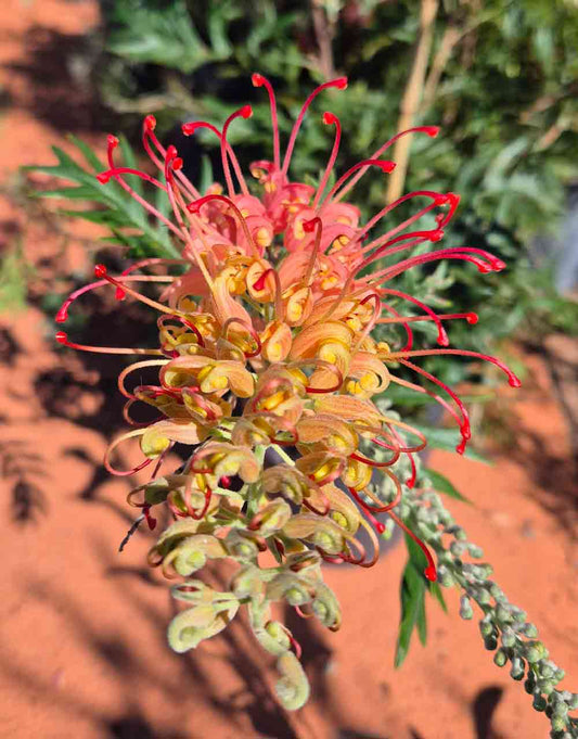 Grevillea 'Loopy Lou'