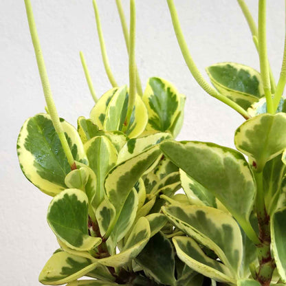 Variegated Baby Rubber Plant - Peperomia obtusifolia albo marginata