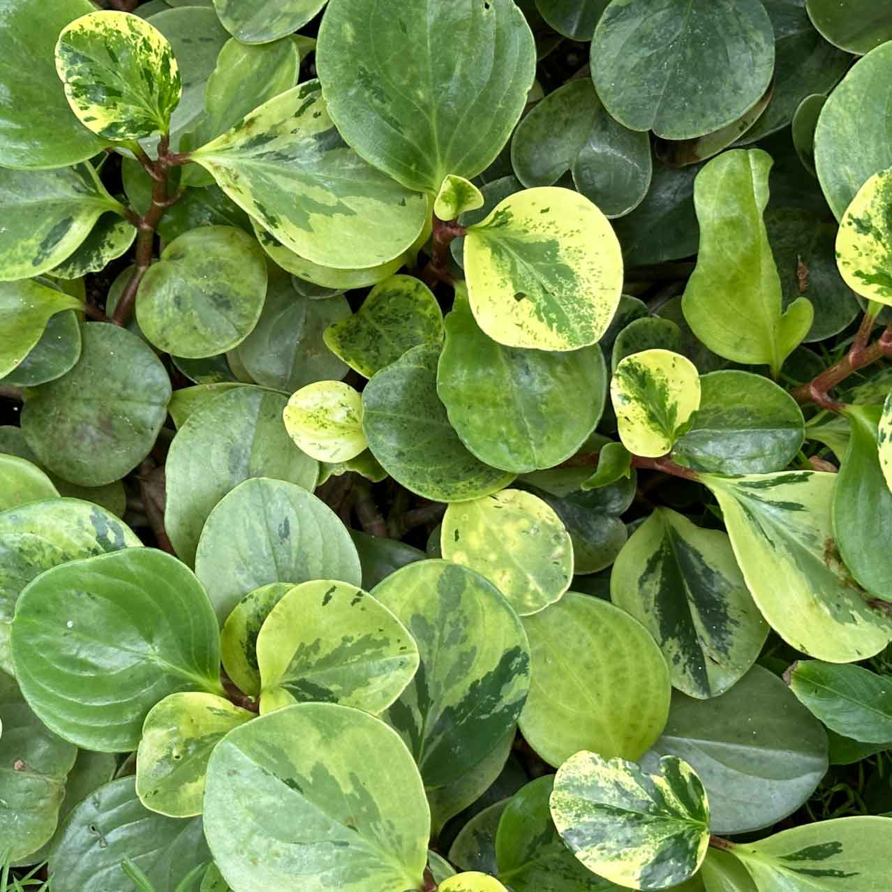 Variegated Baby Rubber Plant - Peperomia obtusifolia albo marginata