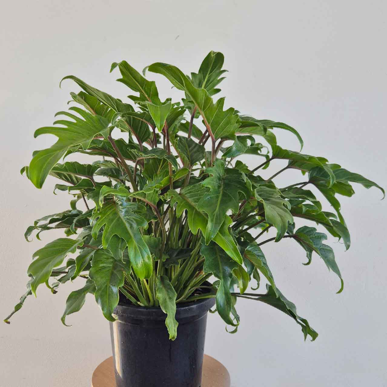 Philodendron Xanadu