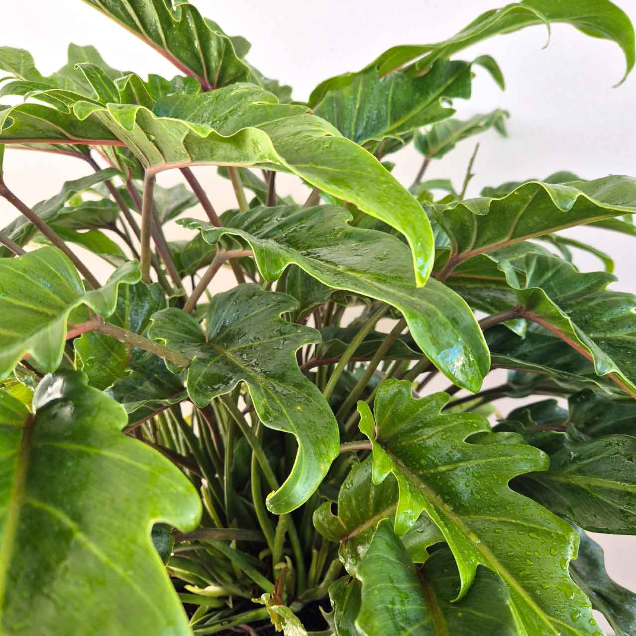 Philodendron Xanadu