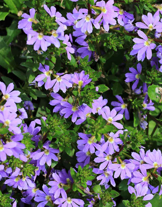 Scaevola 'Aussie Crawl'