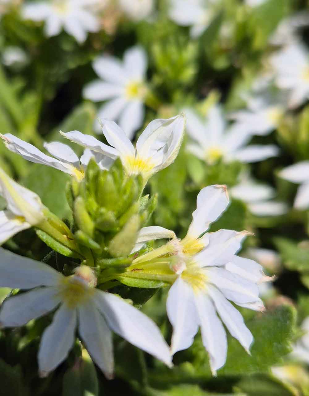 Scaevola Bondi White