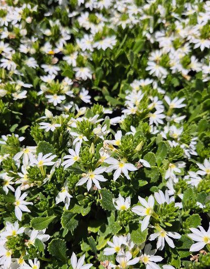 Scaevola Bondi White