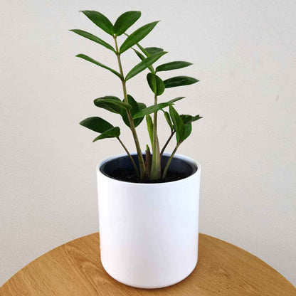 Breezy ZZ Plant Gift